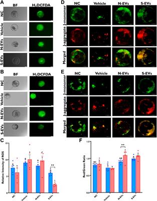 Granulosa cell-derived extracellular vesicles mitigate the detrimental impact of thermal stress on bovine oocytes and embryos